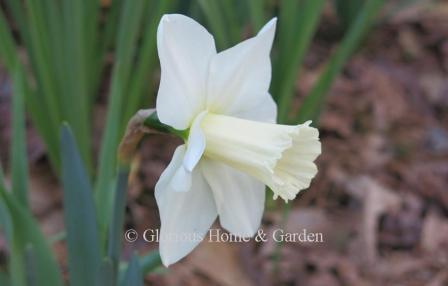 Narcissus 'Beersheba' is an example of the Division 1 Trumpet class.  'Beersheba' is an elegant daffodil with white perianth and the palest ivory in the long, narrow trumpet.  Outstanding.