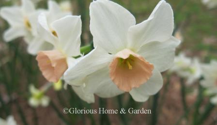 Narcissus 'Bell Song' is an example of the Division 7 Jonquilla class with white perianth and pink cup.