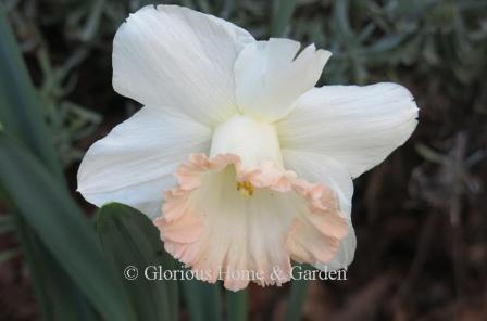 Narcissus 'British Gamble' is an example of the Division 1 Trumpet class.  It is a large flower with pure white petals and wide pink-edged ruffled trumpet