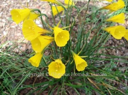 Narcissus bulbocodium is an example of the Division 10 Bulbocodium class, with tiny yellow petals and wide yellow "hoop petticoat."