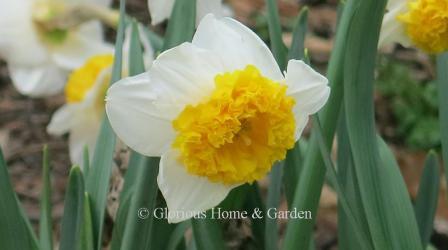 Narcissus 'Can Can Girl' is and example of a Division 2 Large-Cupped daffodil. '
Can Can Girl' has a white perianth and a very tightly frilled orange cup like a showgirl's costume or a ballerina's tutu.