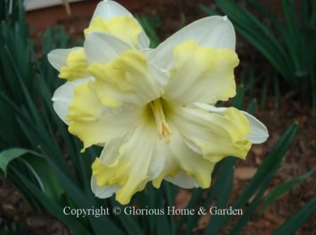 Narcissus 'Cassata' is an example of the Division 11A Split-Cupped Collar class.