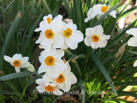 Narcissus 'Cragford' is an example of the Division 8 Tazetta class.