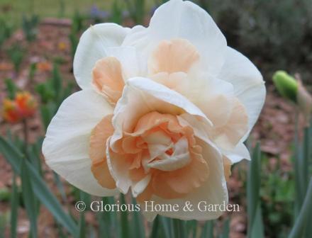 Narcissus 'Delnashaugh' is an example of the Division 4 Double class.  A gorgeous confection of layered pink and white.