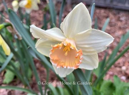 Narcissus 'Dialogs,' is an example of the Division 2, Large-Cupped class.  It features a pale yellow perianth that fades to white and a frilled apricot corona with white=flecked edges.