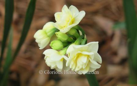 Narcissus 'Erlicheer' is an example of the Division 4 Double class.  'Erlicheer has multiple, fragrant, small white flowers with yellow inner segments per stem. They are one of the best forcing.