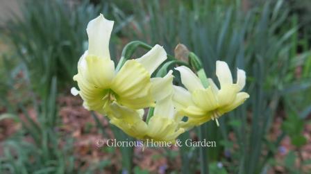 Narcissus 'Exotic Mystery' is a Division 11a, split-cup collar daffodil.  It is unusual with yellow perianth which flares back, and a greenish-yellow split cup.  There tends to be up to 3 flowers per stem.