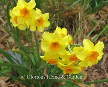 Narcissus 'Falconet' is an example of the Division 8 Tazetta class with yellow perianth and orange cup.