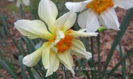 Narcissus 'Feu de Joie' is an example of the Division 4 Double class. Long white outer petals embrace a center of orange and gold. Free-spirited, romantic, gorgeous.