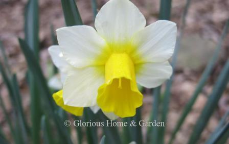 Narcissus 'Golden Echo' is an example of the Division 7 Jonquilla class with a white perianth with yellow ring at the base that "echoes" the yellow of the trumpet.
