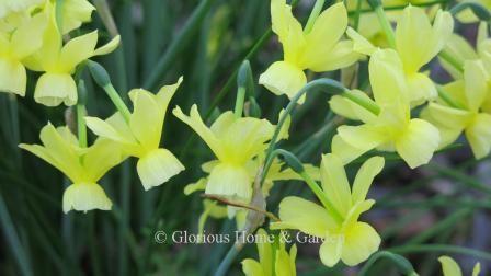 Narcissus 'Hawera' is an example of the Division 5 Triandrus class.  Miniature pale yellow bells with multiple blooms per stem.