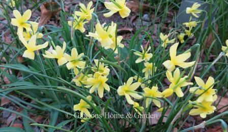 Narcissus 'Hawera' is a lemon yellow miniature Triandrus daffodil so it has multiple flowers per stem.  6-9" h.
