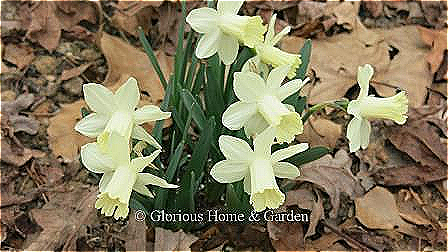 Narcissus 'Ice Baby' is a miniature trumpet (Divsion 1) daffodil in soft ivory.