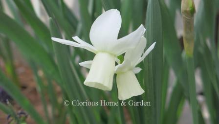 Narcissus 'Ice Wings' in an example of the Division 5 Triandrus class with white perianth and ivory trumpet.