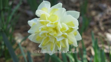 Narcissus 'Irene Copeland' is an example of the Division 4 Double class. Neatly arranged white petals alternating with yellow make this 1915 heirloom unique.