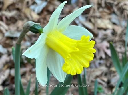 Narcissus 'January Silver,' also known as 'Melyor,' is an example of the Division 2 Large-Cu[ class.  A pure white perianth sets off the lemon yellow cup.  Early bloomer.