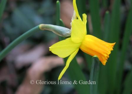 Narcissus 'Jetfire' is an example of the Division 6 Cyclamineus class.