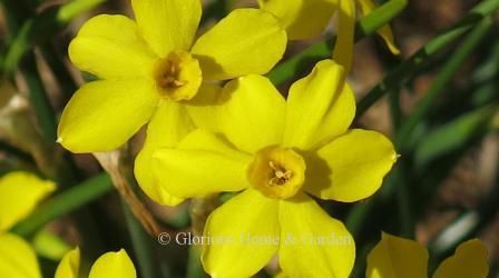 Narcissus jonquilla 'Simplex' is an example of Division 13 Species class with yellow perianth and small yellow cup.