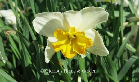 Narcissus 'Lemon Beauty' is an example of the Division 11B Split-Cupped Papillon class with a white perianth and lemon-yellow corona split in six segments.