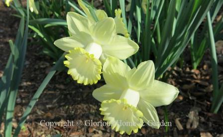 Narcissus 'Lemon Glow' is an example of the Division I Trumpet class in pale lemon yellow.  The trumpet has a darker yellow rim.