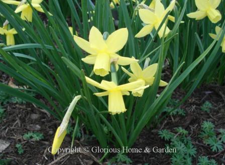 Narcissus 'Liberty Bells' is an example of the Division 5 Triandrus class features soft yellow petals and trumpet.