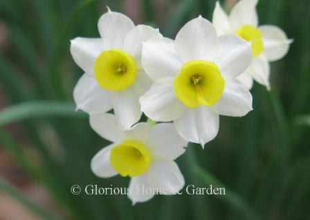 Narcissus 'Minnow' is an example of the Division 8 Tazetta class with bright white perianth and yellow cup in a miniature size.