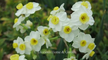 Narcissus 'Minnow' is a miniature daffodil of the Tazetta division.  It has a soft white perianth with distinctive little points on the petals and a bright yellow cup. 5-6" h.
