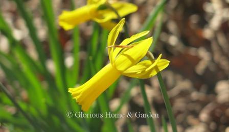 Narcissus 'Mite' is a miniature cyclamineus daffodil. All yellow, it has a relexed perianth and a long, narrow tubular corona.