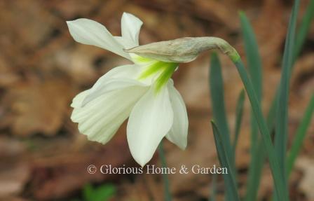 Narcissus moschatus is an example of the Division 13 Species class. The dainty creamy trumpet nods towards the ground on a curved stem and the petals are almost parallel to it.