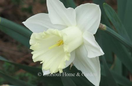 Narcissus 'Mount Hood' is a white daffodil in the Trumpet division.  The flaring trumpet opens creamy yellow and matures to pure white.