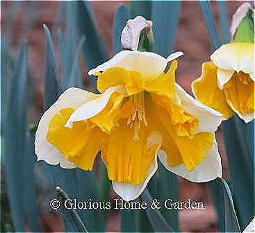 Narcissus 'Orangery' is an example of the Division 11A Split-Cupped Collar class with white perianth and bright orange split corona.
