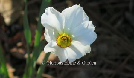 Narcissus 'Ornatus'