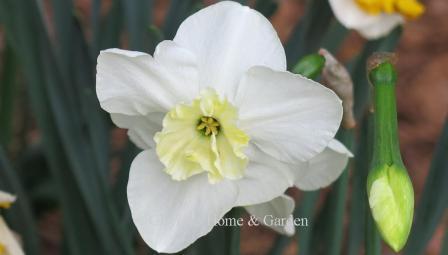 Narcissus 'Papillon Blanc' is an example of the Division 11B Split-Cupped Papillon class.  It has a white perianth and soft yellow cup that matures to ivory.