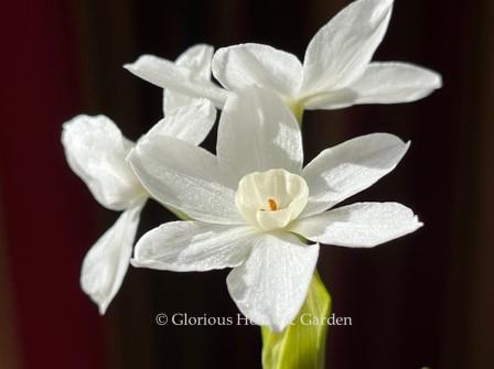 Narcissus papyrifera 'Ziva' is very easy to grow and beautifully scented. You can plant them in a bowl on pebbles or marbles with water just touching the bottom of the bulb, or you can grow them in a pot with soil.  If you live in a warmer zone, you can plant them outdoors in a sunny, protected spot.