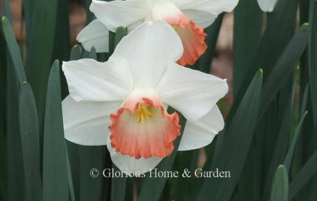Narcissus 'Pink Charm' is in the Division II, Large-Cupped Class.  Pure white petals set off the wide pink band of the cup.