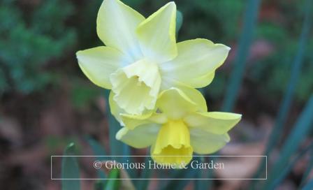 Narcissus 'Pipit' is an example of the Division 7 Jonquilla class with soft yellow perianth that is white at the base, and yellow cup that matures to white.