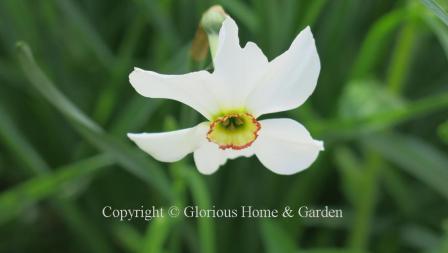 Narcissus poeticus var. recurvus is an example of the Division 13 Species class.  The pure white perianth has recured petals and the small cup is yellow rimmed with red.