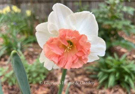 Narcissus 'Precocious' is an example of the Division 2, Large-Cupped daffodil class.  It is well-named for its extravagantly frilled pinky-coral cup set off by a pure white perianth.