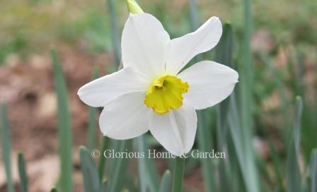 Narcissus 'Queen of the North' is an example of the Division 3  Small-Cupped class.  An heirloom daffodil from 1908, she has pure white petals and a yellow cup daintily edged in gold.