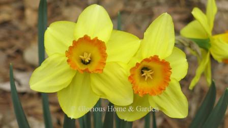 Narcissus 'Red Devon' is an example of the Division 2 Large-Cupped class.  It has a bright yellow perianth with an orange cup edged with darker red-orange.