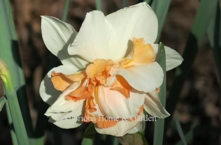 Narcissus 'Replete' is and example of Division 4 Double class. A delicious confection of a double daffodil with whorls of white and peachy-pink.