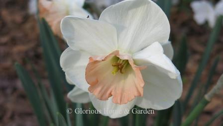 Narcissus 'Romance' is an example of the Division 2 Large-Cupped Daffodil class.  It has a flaring cup softly tinted peachy-pink set against pure white petals.  Delicate and romantic indeed!. From 1959.