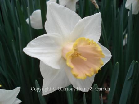 Narcissus 'Salome' is an example of the Division 2 Large-Cupped class.  White petals display a large peachy-pink cup with a yellow edge.