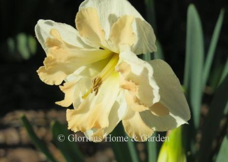 Narcissus 'Shrike' is an example of the Division 11A Split-Cupped Collar class with white perianth and soft peachy corona.