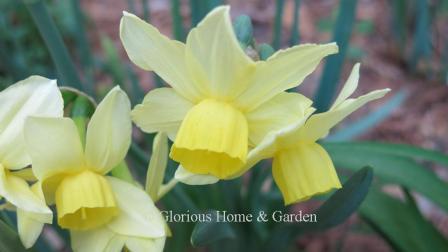 Narcissus 'Stint' is an example of the Division 5 Triandrus class has soft yellow petals and a slightly darker yellow cup.