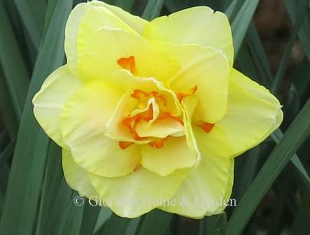 Narcissus 'Tahiti' is an example of the Division 4 Double class with yellow petals interspersed with orange petaloids.