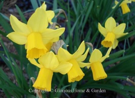 Narcissus 'Tete-a-Tete' is an example of the Division 12 Miscellaneous class is a miniature daffodil with slightly swept-back yellow perianth and yellow trumpet.