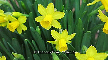 Narcissus ‘Tête-á-Tête’ is classified as a miscellaneous daffodil. It is yellow with the trumpet being slightly darker than the perianth. An early bloomer, it is about 6-9"h.
