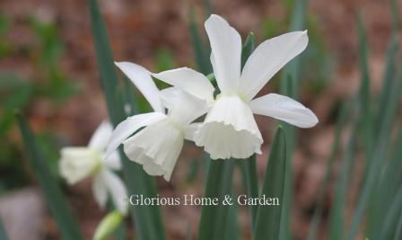 Narcissus 'Thalia' is an example of the Division 5 Triandrus class.  Pristine white swept-back petals and pure white cup. Elegant and charming.