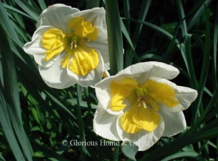 Narcissus 'Tricollet' is an example of the Division 11A Split-Cupped Collar class with a white perianth and a split yellow corona in three distinct parts.